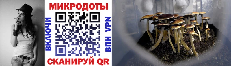 блэк спрут зеркало Дорогобуж Галлюциногенные грибы мицелий купить сайты